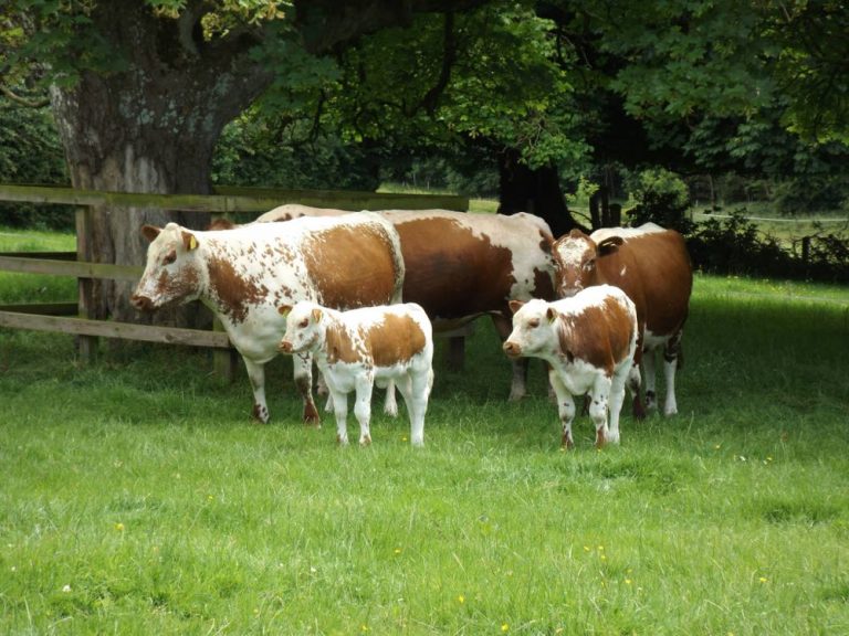 Irish Moiled Cattle B&B Westmeath Ireland Moile Lough House