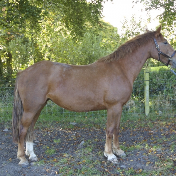 Irish Moiled Cattle: B&B Westmeath Ireland: Moile | Lough Bishop House