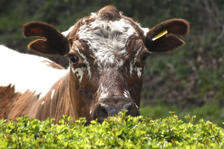 Irish Moiled Cattle B&B Westmeath Ireland Moile Lough House