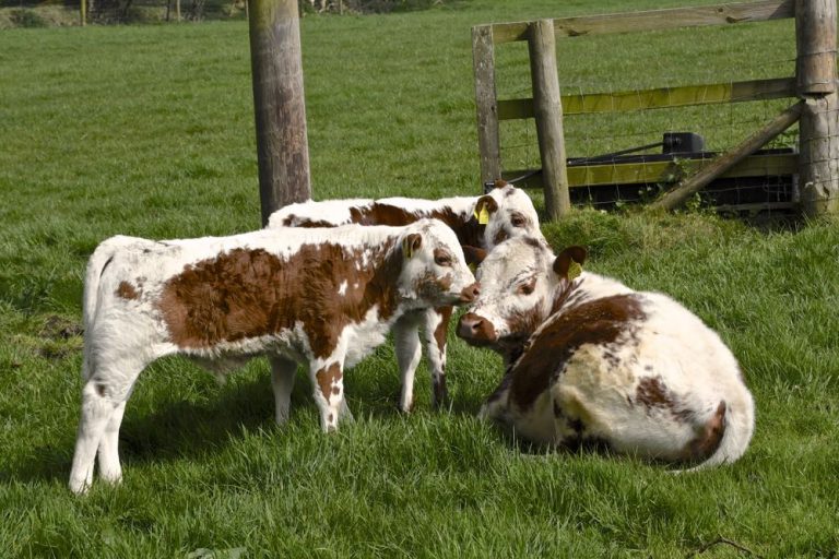 Irish Moiled Cattle B&B Westmeath Ireland Moile Lough House