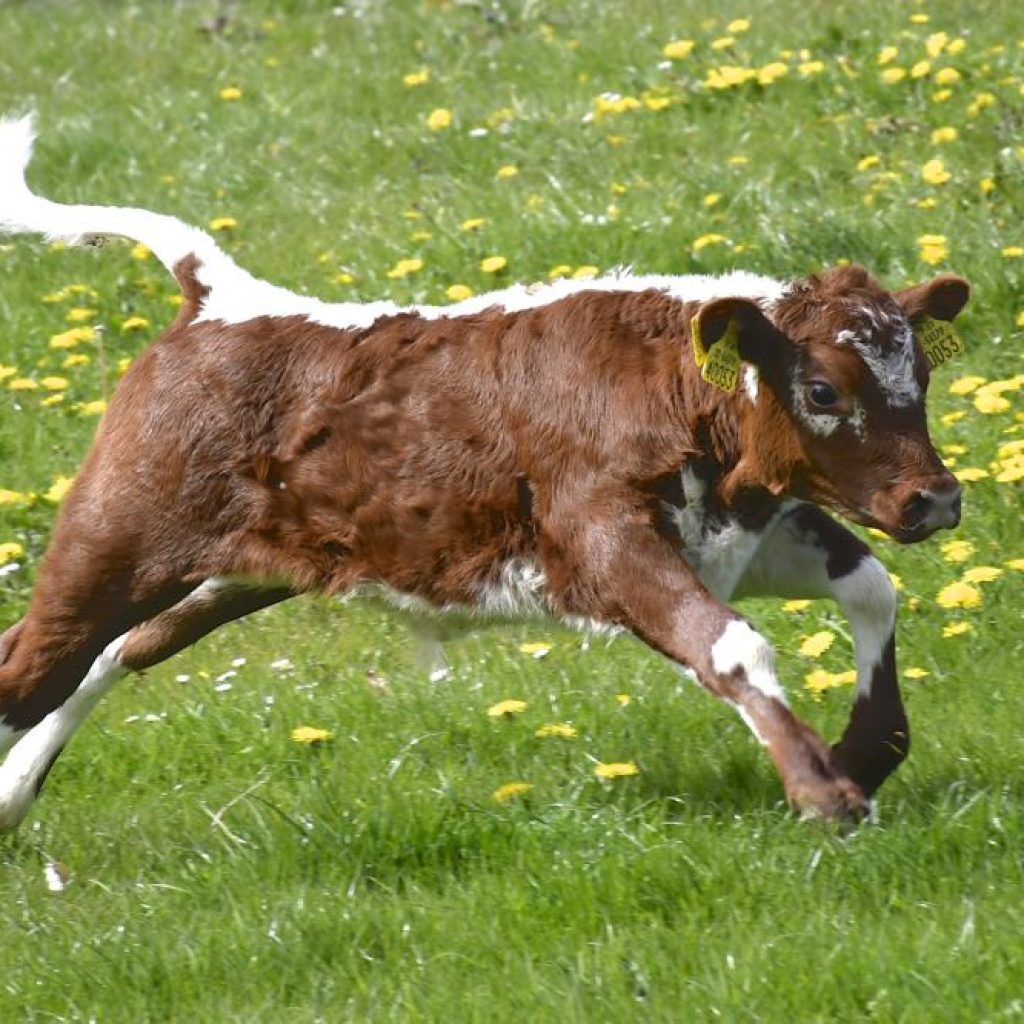 Irish Moiled Bull Calf for Sale 