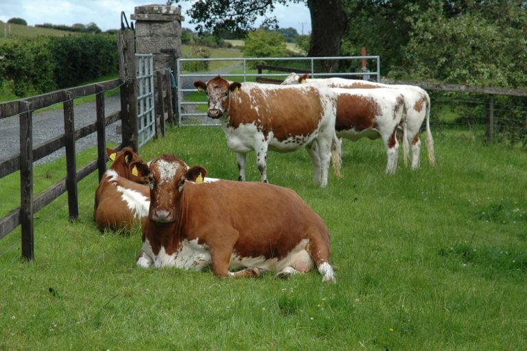 Irish Moiled Cattle B&B Westmeath Ireland Moile Lough House